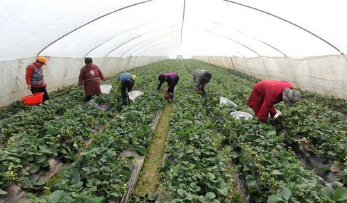 休閑農(nóng)業(yè)中的六大創(chuàng)業(yè)類型 看哪一種適合你