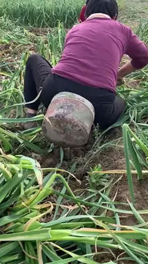 農(nóng)業(yè)種植 勞動(dòng)者是最美的人