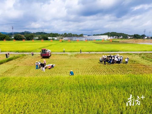 把就業(yè)機(jī)會(huì)留在農(nóng)村 農(nóng)業(yè)種植的潛力與路徑