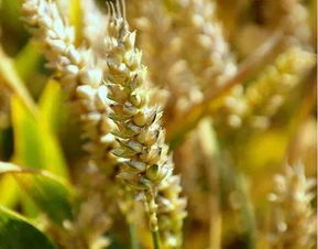 未來農(nóng)業(yè)的6種趨勢 這才是農(nóng)民向往的事業(yè)