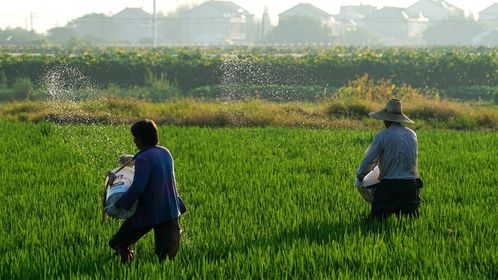 人均年吞40斤化肥，農業種植方式亟待革命性洗牌