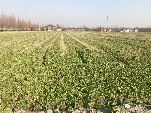 松江首推農業培育獎補政策 每畝補貼100元助力農業升級