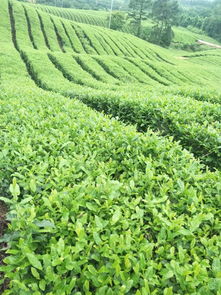 無錫名產(chǎn)佳作 國家地理標(biāo)志的雙子星——水蜜桃與惠山泥人