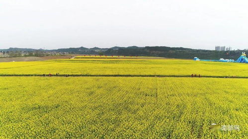 震撼！南部農業播種現場展現科技魅力，網友驚呼 農業已進入“未來模式”