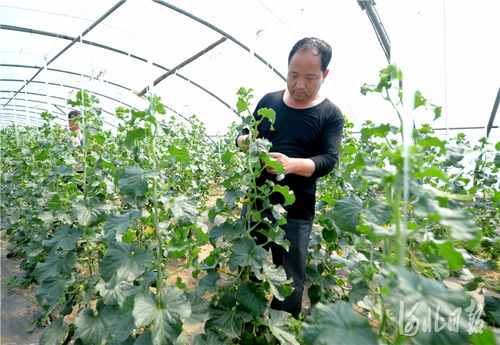 河北南和 特色種植鋪就致富路，精準培育賦能新農業(yè)