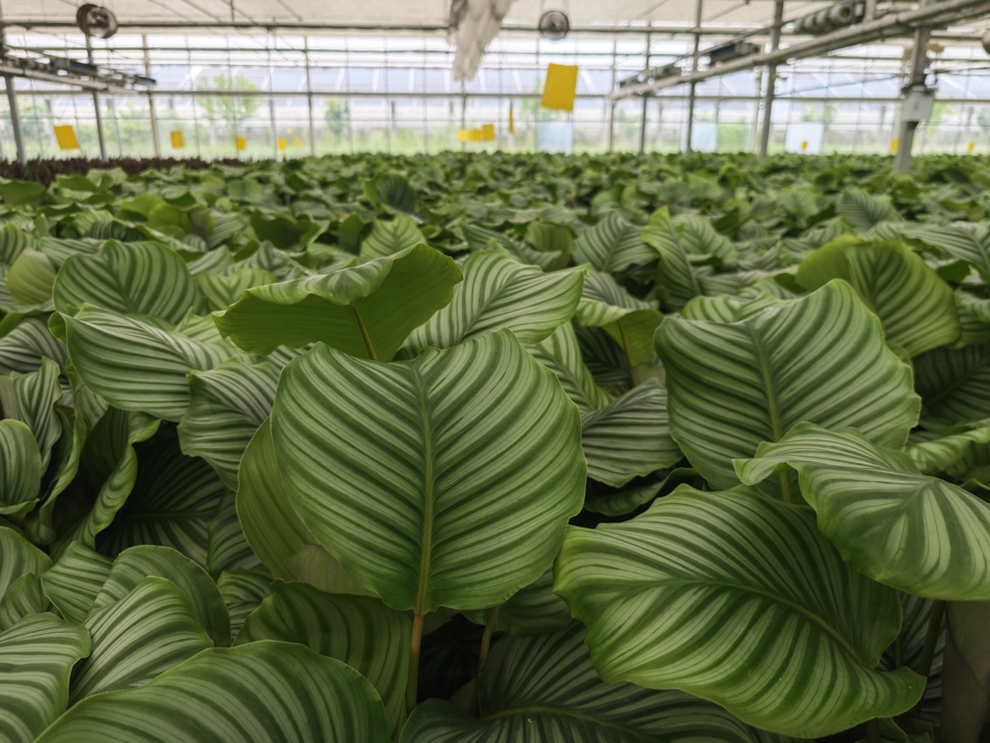 光伏賦能新農業(yè) 探秘全年無休的“植物工廠”