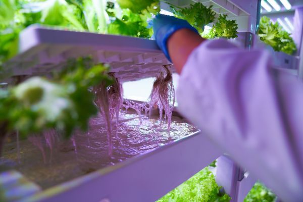 從一人到眾人 聯(lián)合國新聞關注中國農業(yè)數字轉型下的種植變革