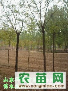 國槐熱銷市場探秘 8-10公分全冠土球國槐價格、廠商與選購指南